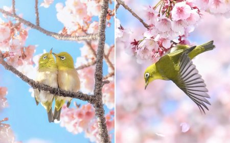 20 Enchanting Photos of Japan’s White-Eye Birds Dancing Among Cherry Blossoms