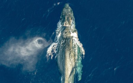 Photographer Flies Drone Over Humpback Whale, Realizes It’s in Grave Peril