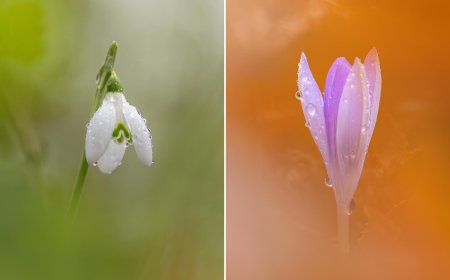 Macro Mastery: Why the Sony 100mm Was Kyle van Bavel’s Secret Weapon This Spring