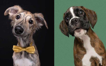 The Soul of a Dog: 30 Heartwarming Portraits by Elke Vogelsang That Will Make Your Day