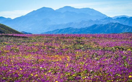 Photographer Drives 1,000 Miles to Death Valley for Spectacular Superbloom