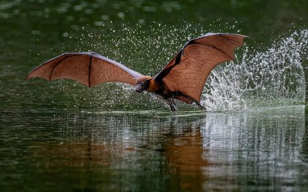 From Birds to Landscapes: Winning Photos From the Nandagang International Photo Competition