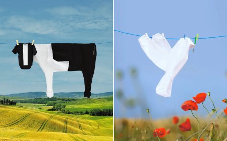 The Art of the Everyday: Analyzing Helga Stentzel’s Genius for Household Illusion