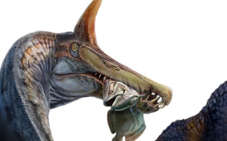 A unicorn-like Spinosaurus found in the Sahara