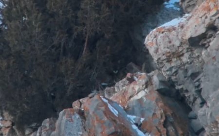 Photographer Spots Tricksy Mountain Lion Lurking in Wildlife Refuge