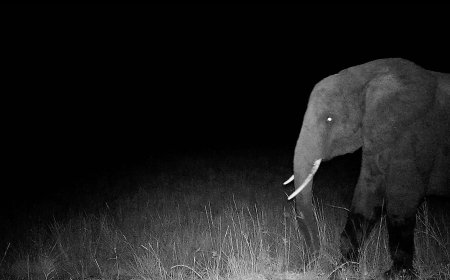 Werner Herzog Captures a Man’s Tireless Search for Ghost Elephants