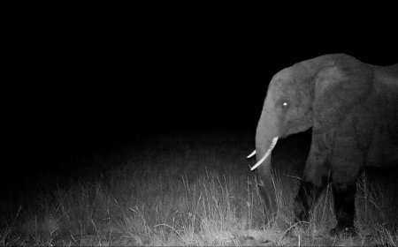 Hunting for elusive "ghost elephants"