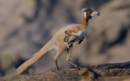 Tiny, long-armed dinosaur leads to rethink of dinosaur miniaturization