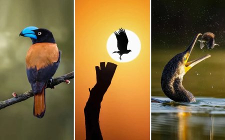 35 Bird Photography Examples That Capture Behavior, Stillness, and the Magic of Natural Light