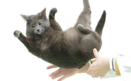 Flexible feline spines shed light on "falling cat" problem