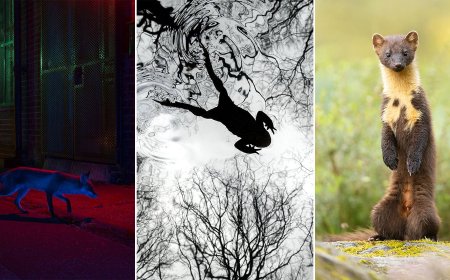 The 21 Fantastic Winners of the British Wildlife Photography Awards 2026