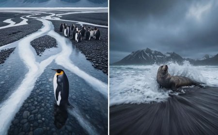 10 Million Breathing Animals: Christian Hartmann Captures the Raw Grandeur of South Georgia’s Southern Ocean