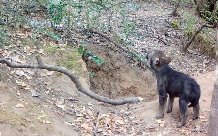 Trail Camera Captures First-Ever Footage of Fox Attacking a Wolf Pup