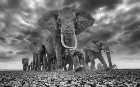 Capturing the Global Spirit: Powerful Photos From This Year’s HIPA Awards
