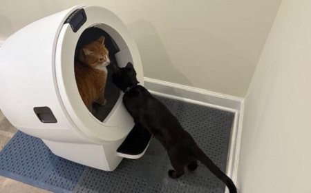 Whisker Litter-Robot 5 Pro review: This $900 litter box may be almost too high-tech for me