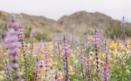Hipcamp Launches Interactive California Superbloom Forecast