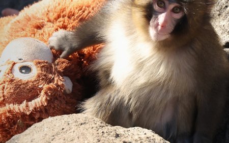 Zoo Responds to Claim That Punch the Monkey Is "Being Bullied"