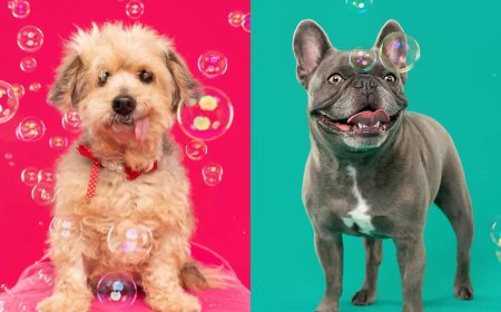 Joy, Confusion, and Chaos: Sarah DeRemer Captures the Exact Moment Dogs Meet Bubbles
