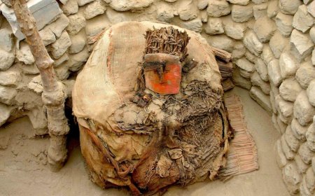 Centuries before the Inca, Peru's wealthy imported parrots from afar