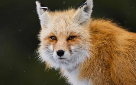 The Call of the Wild: 10 American Wildlife Photographers Redefining Nature Photography in 2026