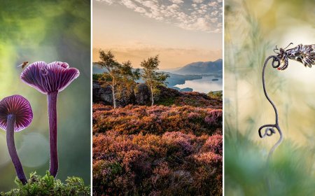 The Inspiring International Garden Photographer of the Year Winners