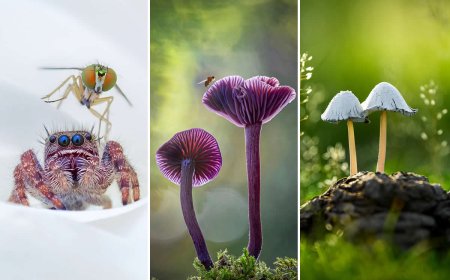 Earth in Bloom: Celebrating the Winners of the 2026 International Garden Photographer of the Year