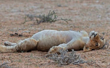 Photographer Captures Adorable Lion Cub in a Food Coma