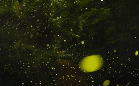 The science of how fireflies stay in sync