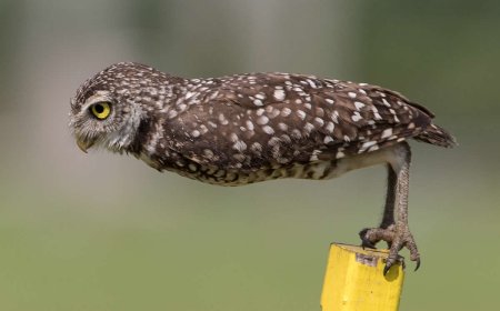 Call for Entries: 17 Iconic Outtakes to Inspire Your 2026 Comedy Wildlife Submissions