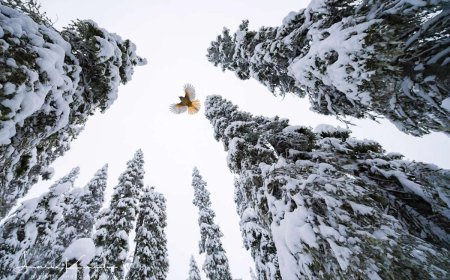 Beyond the Lens: How Award-Winning Photographer Lasse Kurkela Redefines Wildlife as Art