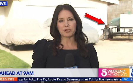 Black Bear Wanders into Cameraman’s Live Shot During News Report on Bear Attacks