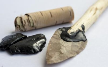 Never mind Band-Aids, Neanderthals had antiseptic birch tar