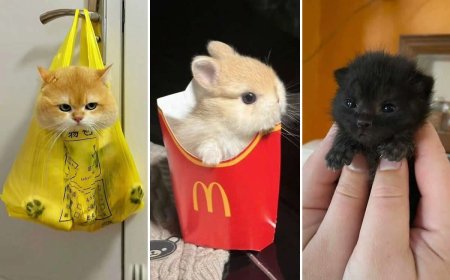 Warning: These 30 Tiny Animals Are Almost Too Adorable to Handle