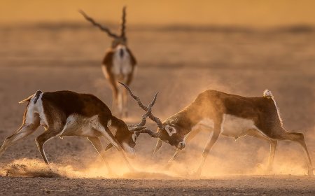 The wild side of nature with DPReview reader, Jagdeep Rajput