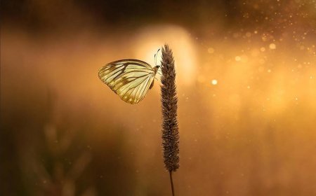 The Suburban Jungle: Why Your American Backyard is a World-Class Macro Photography Studio