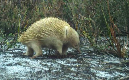First-Ever Camera Survey of Remote Tasmanian Island Reveals Rarely-Seen Animals