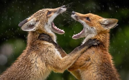 LCE Photographer of the Year 2026: Stunning Winners Revealed
