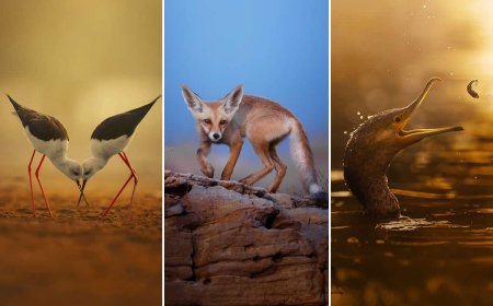 Heart in the Forest: How Nachu Seena Turned Passion into Powerful Wildlife Photography