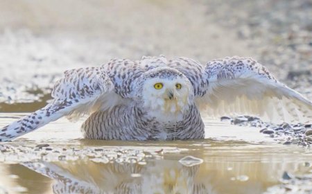 10 Amazing Bird Videos From the 2025 Audubon Photography Awards