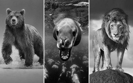 Monochrome Magic: 35 Award-Winning Wildlife Photos in Black & White