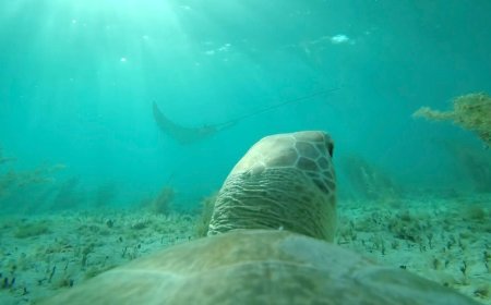 See the Ocean From a Sea Turtle’s Perspective