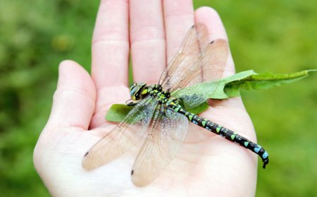 Explanation for why we don't see two-foot-long dragonflies anymore fails