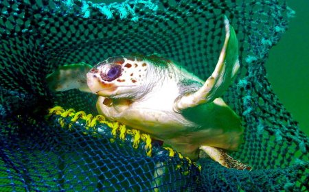 How new fishing tech can reduce bycatch of turtles and other creatures