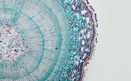 'Every living thing on Earth runs on the same programming language': How AI foundation models trained on DNA could transform plant biology