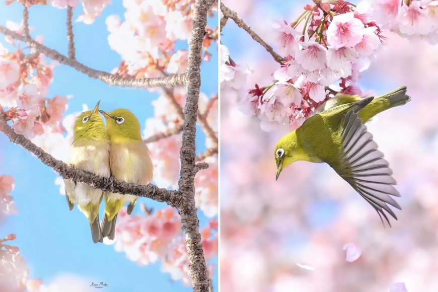 20 Enchanting Photos of Japan’s White-Eye Birds Dancing Among Cherry Blossoms