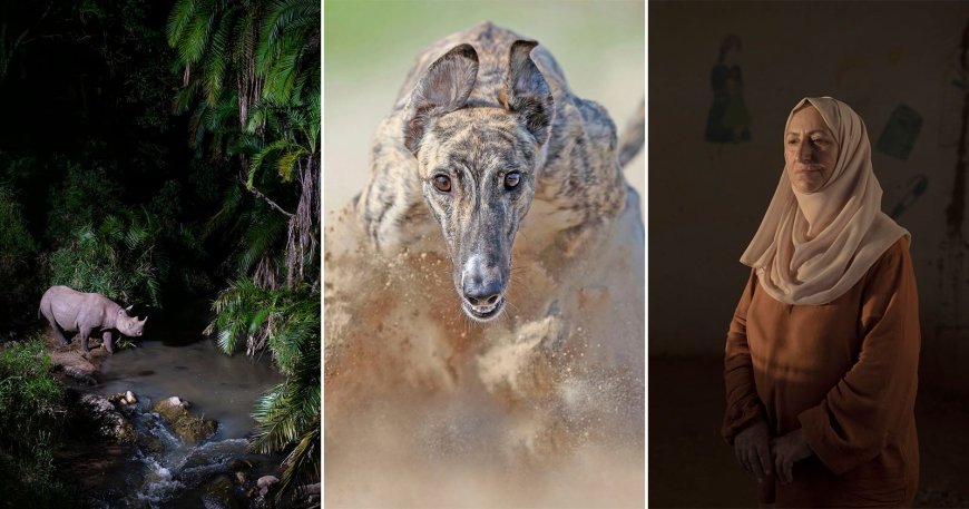 25 of the Best Photos From the Sony World Photography Awards Professional Competition