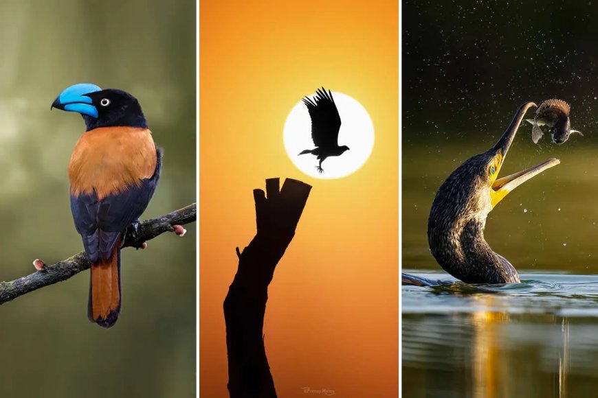 35 Bird Photography Examples That Capture Behavior, Stillness, and the Magic of Natural Light