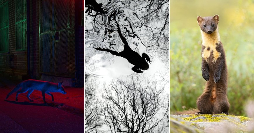 The 21 Fantastic Winners of the British Wildlife Photography Awards 2026