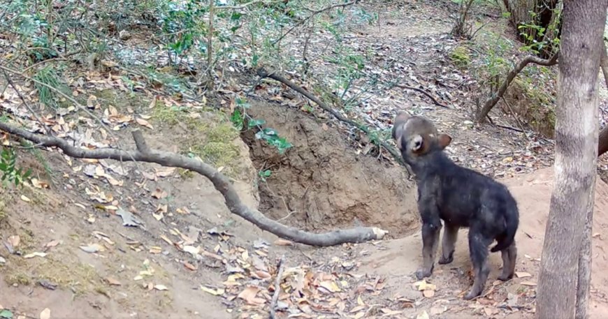 Trail Camera Captures First-Ever Footage of Fox Attacking a Wolf Pup
