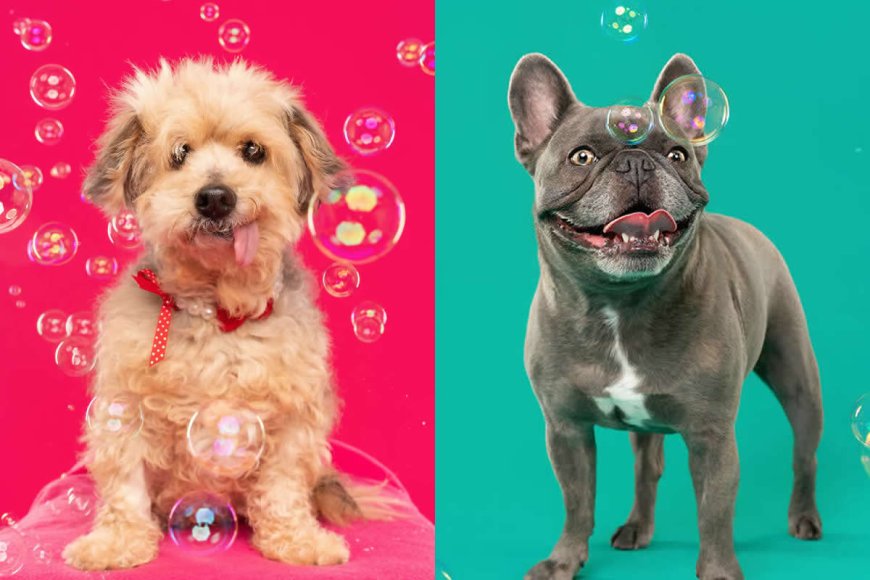 Joy, Confusion, and Chaos: Sarah DeRemer Captures the Exact Moment Dogs Meet Bubbles